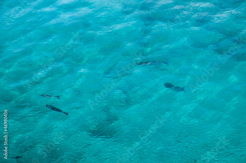 Wallpaper Mural peces en el mar Torontodigital.ca