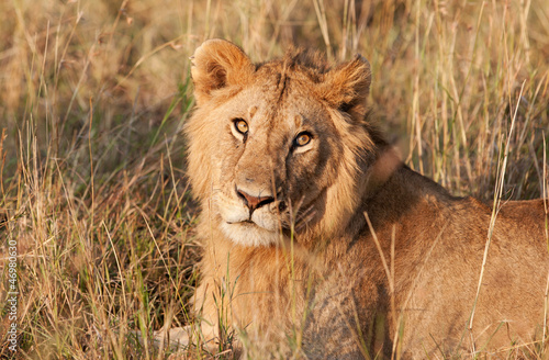 Male African Lion in the Maasai Mara National Park  Kenya