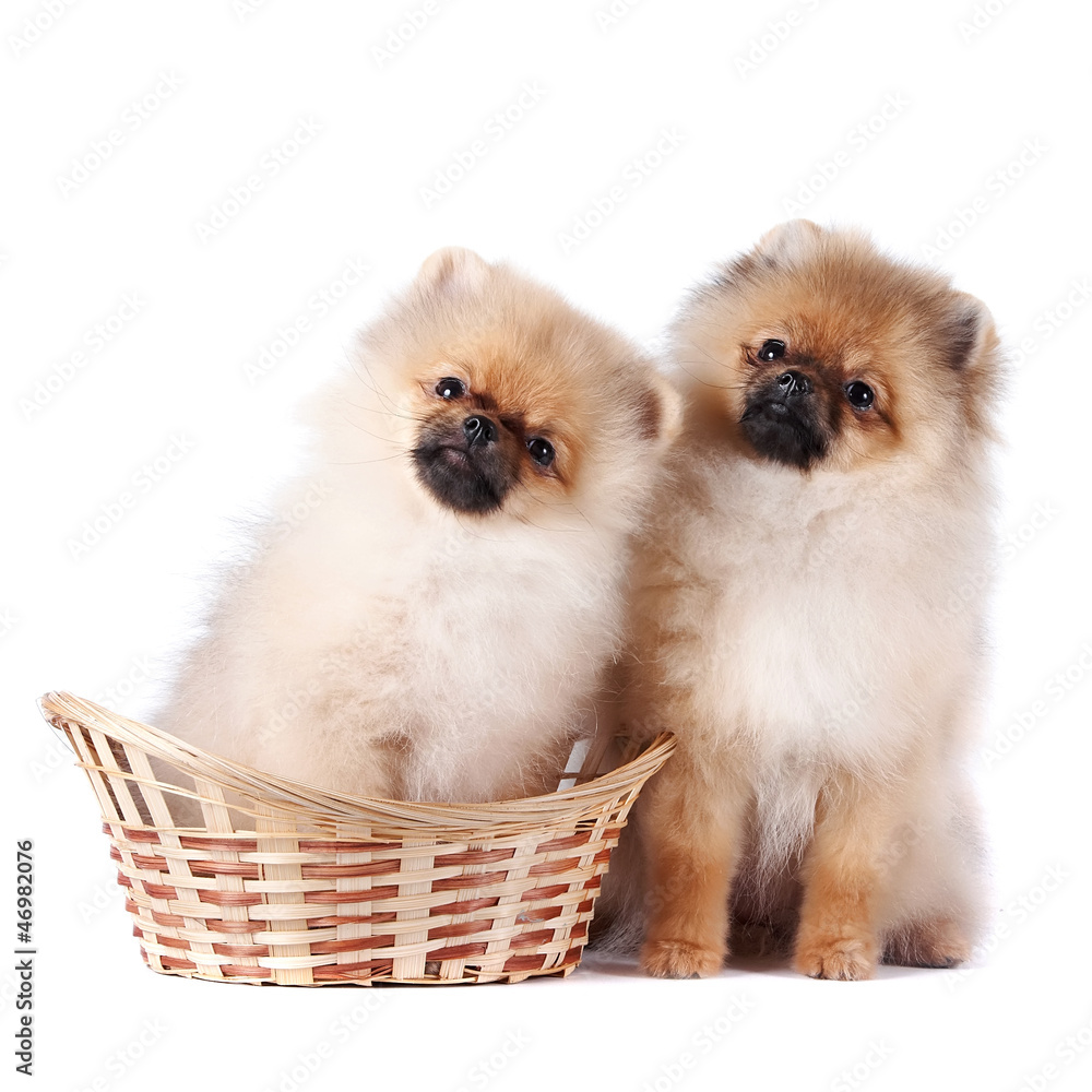 Puppies of a spitz-dog