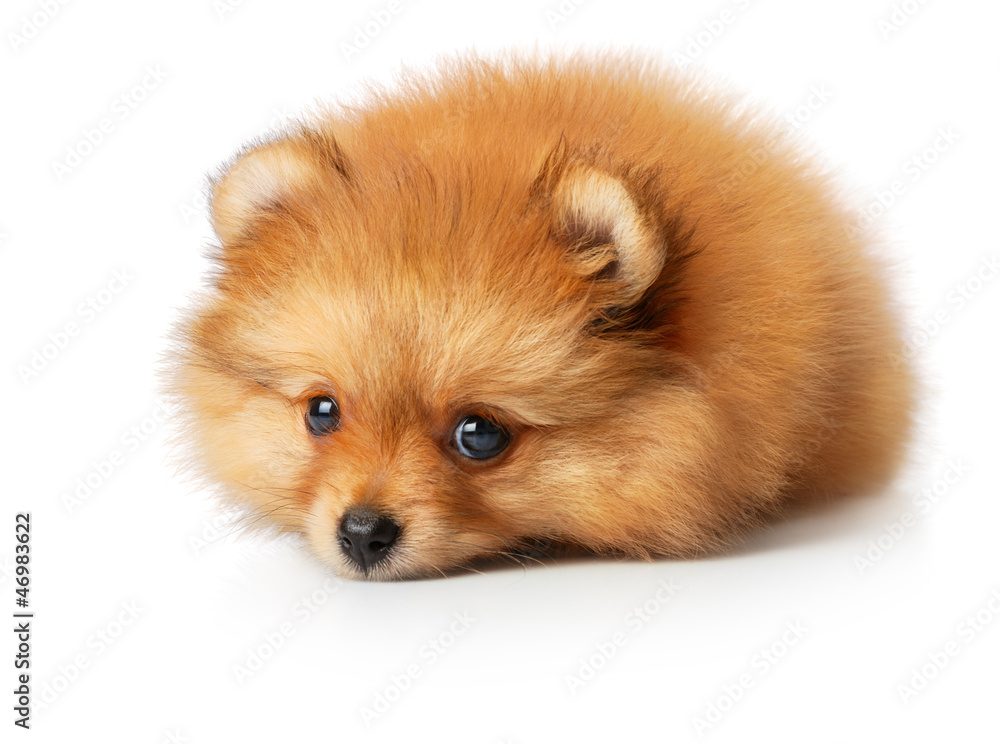 Obraz premium Sad spitz puppy