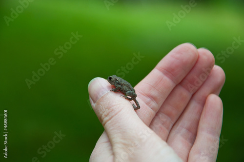 Kleine Kröte auf Finger