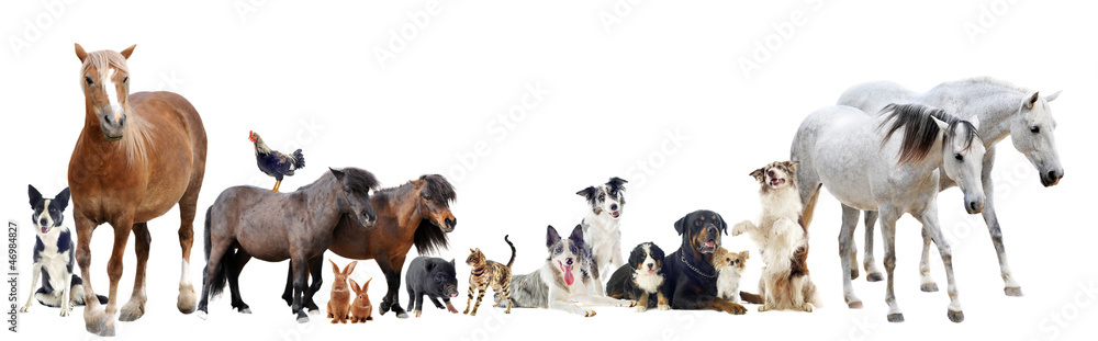 group of animals