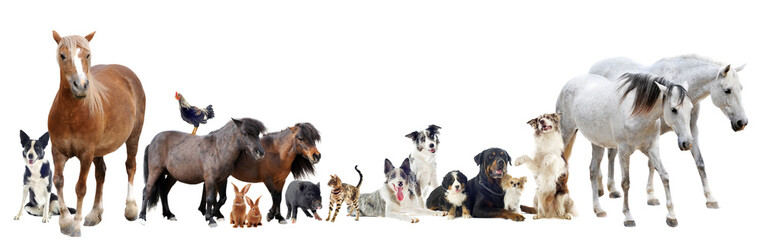 group of animals