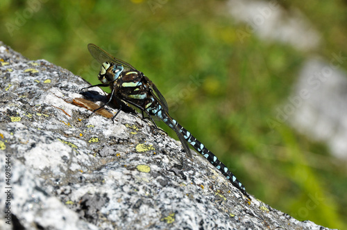 Libellula photo