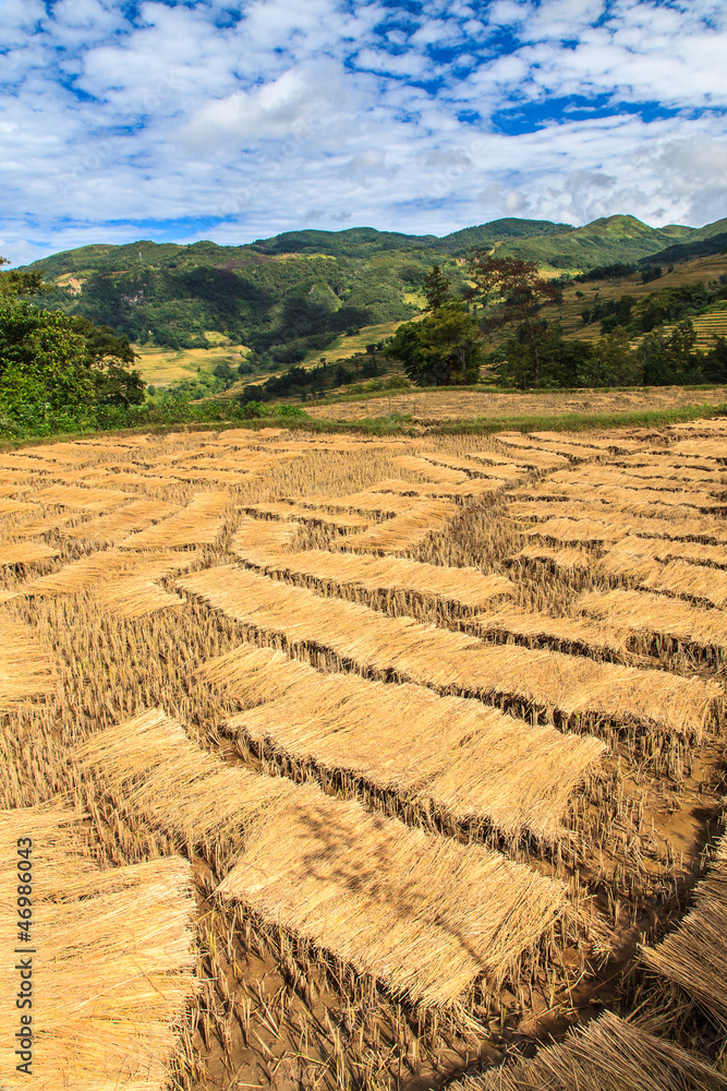 Harvested rice field Harvested rice field