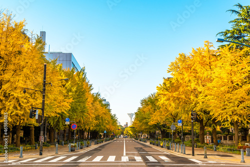 Ginkgo trees at early-morning in Yokohama, Japan.