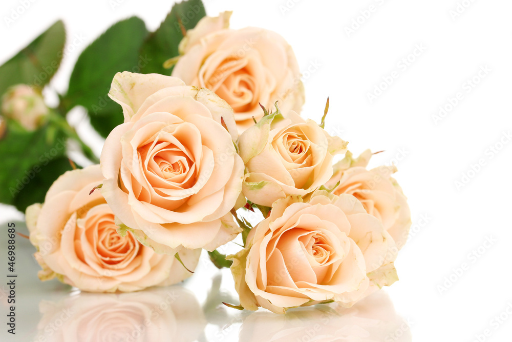 Beautiful roses isolated on white Beautiful roses isolated on white