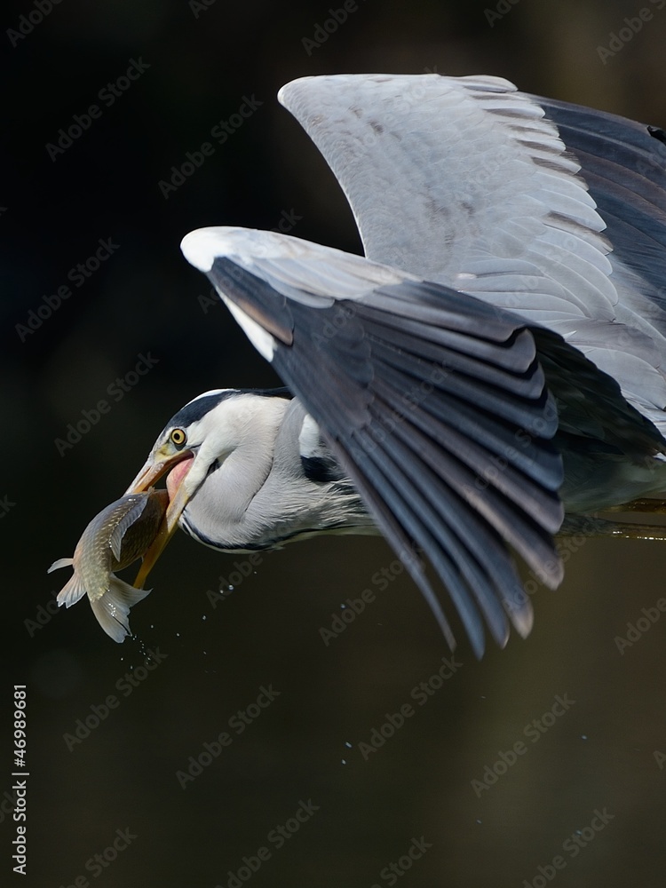 Obraz premium Airone in volo con preda