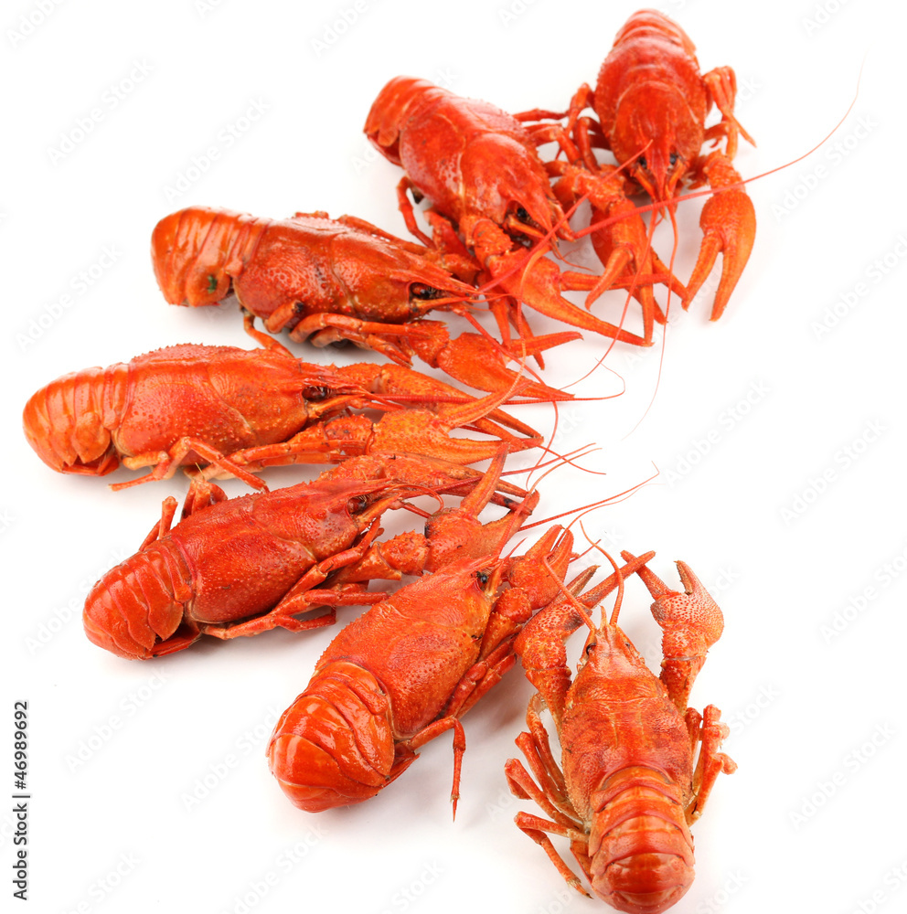 Tasty boiled crayfishes isolated on white Tasty boiled crayfishes isolated on white