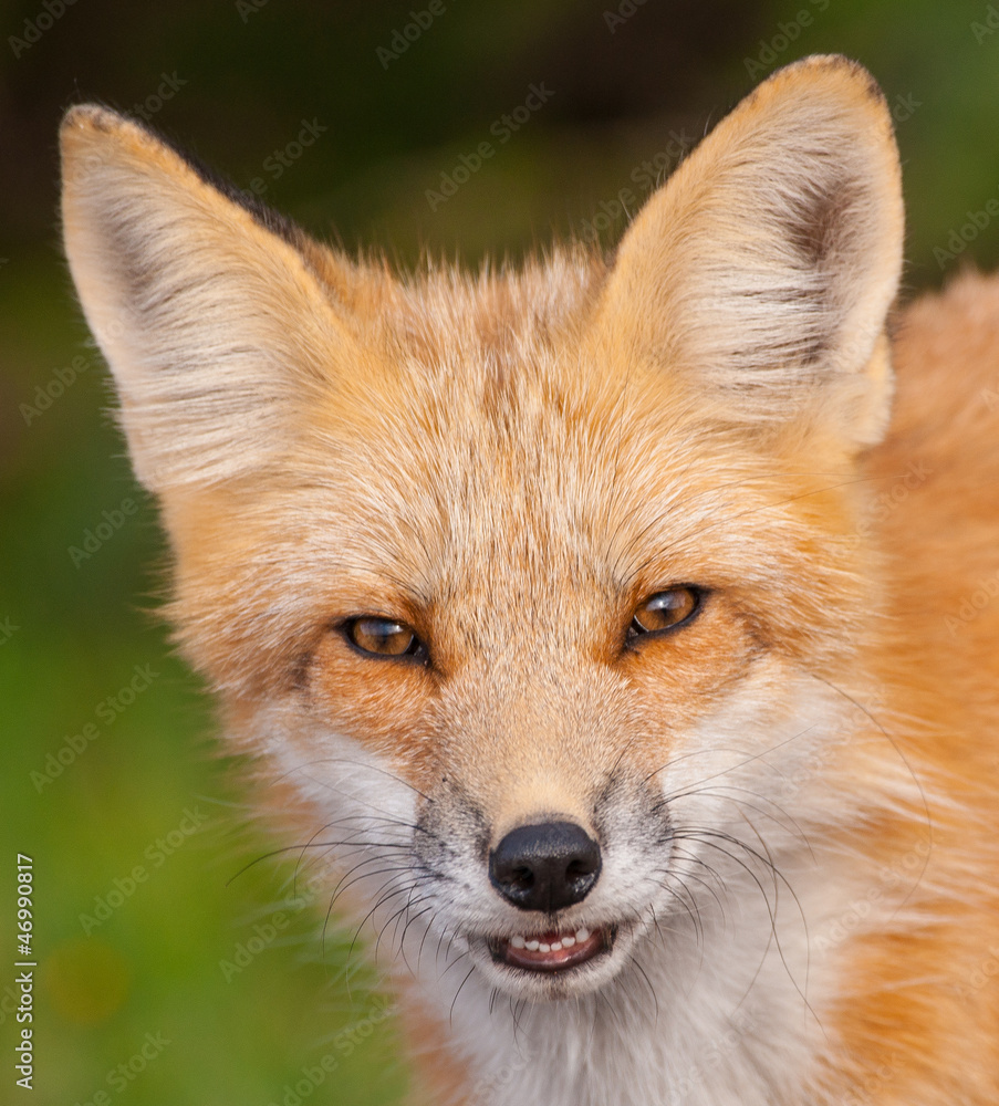 Fox Face close up showing teeth Fox Face close up showing teeth