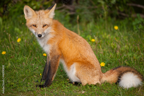 Red Fox - full figure