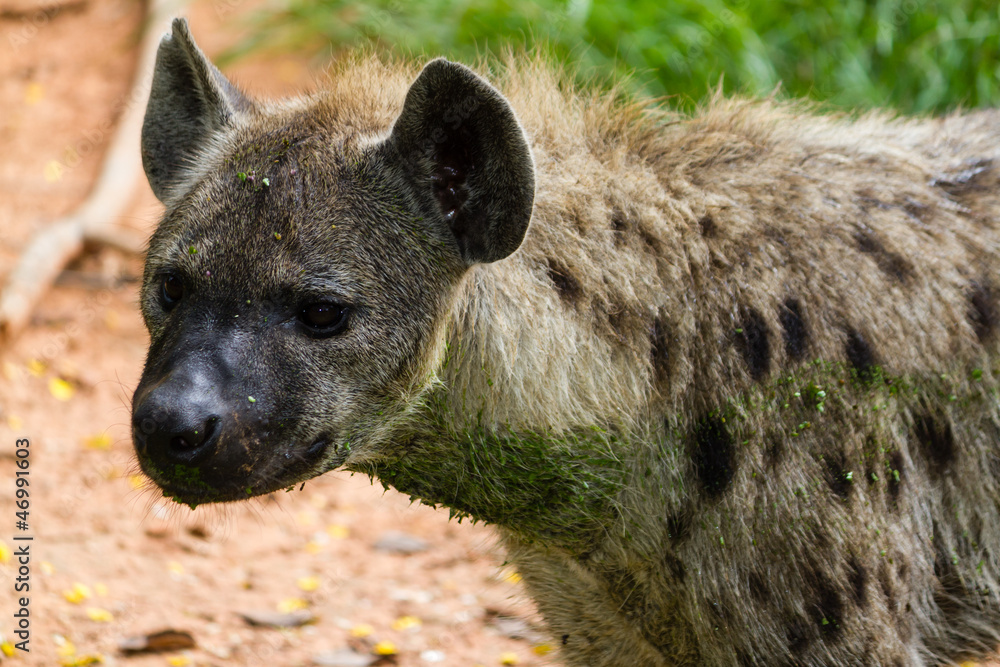 Hyena in Kenya, Africa Hyena in Kenya, Africa