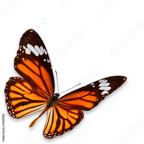 Yellow-orange butterfly