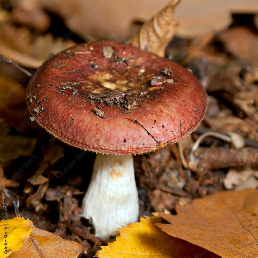 Mushroom in forest Mushroom in forest