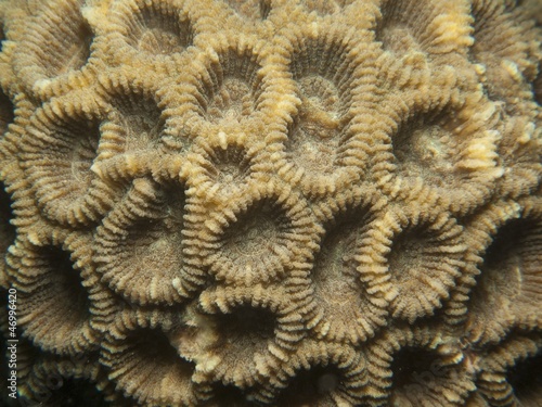 Coral - Favia sp.