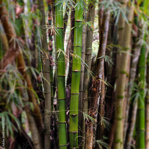 bamboo wood close up 02