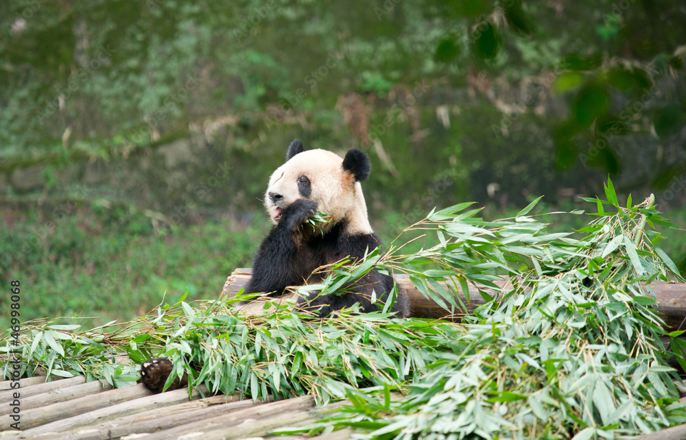 Fototapeta premium Giant panda eating bamboo