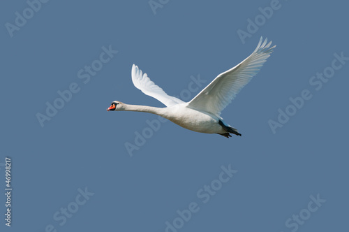 Mute swan on flight