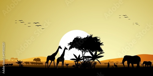 beauty silhouette of safari animal wildlife