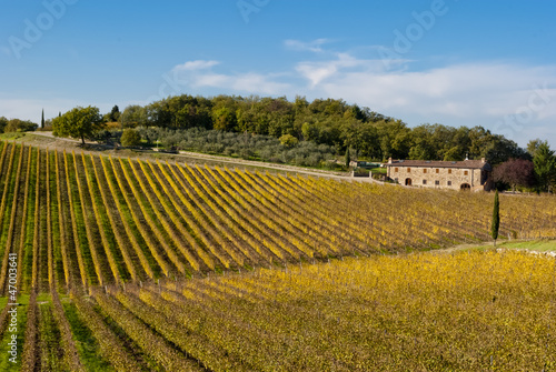 Chianti wine region vineyards  Tuscany  Italy
