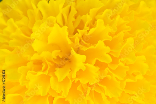 Marigold petals horizontal view