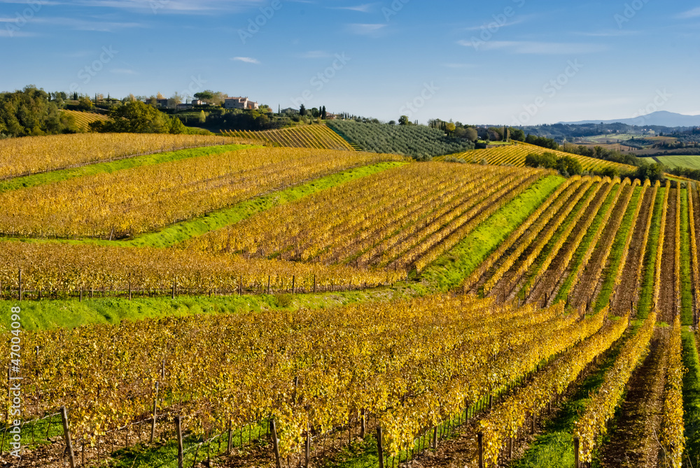 Chianti wine region vineyards, Tuscany, Italy