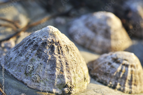 Limpets on Rock