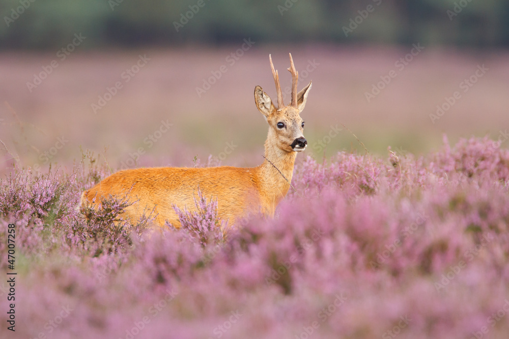 A roe deer in a field of heather A roe deer in a field of heather