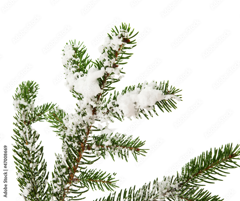 tree branch covered with snow