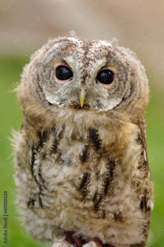 Obraz premium young Tawny Owl or Brown Owl