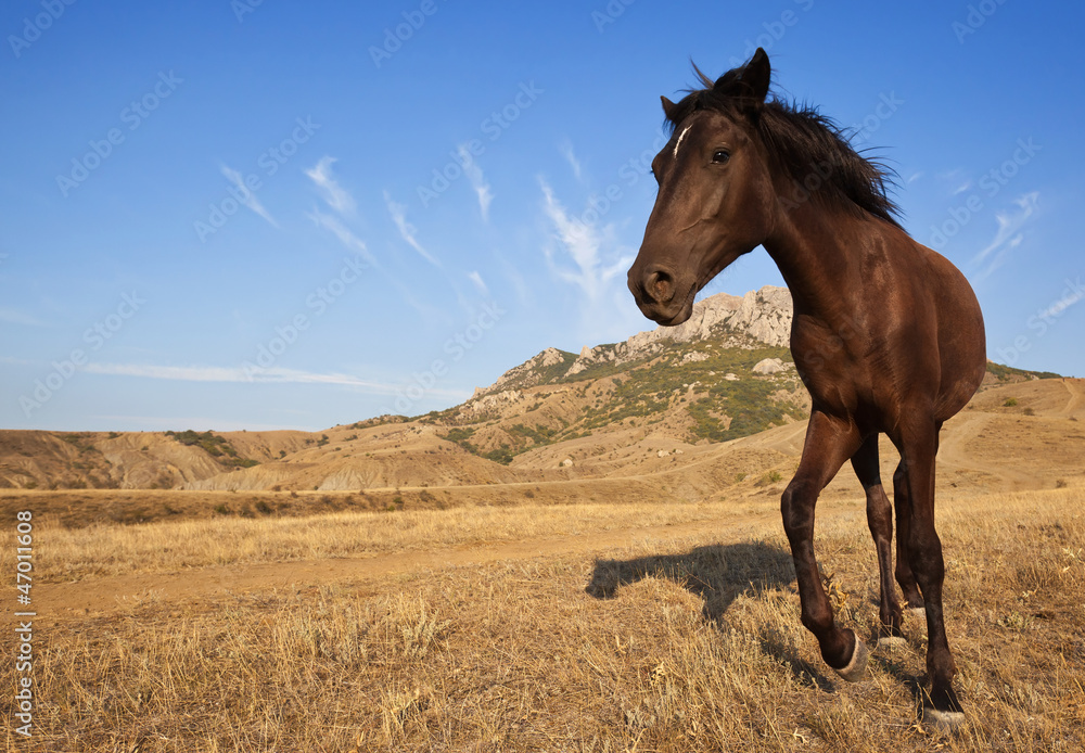 Fototapeta premium Brown horse in the wild on a dry grass field