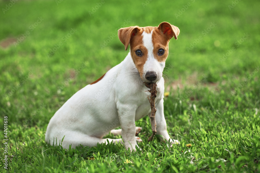 jack russel on a  grass