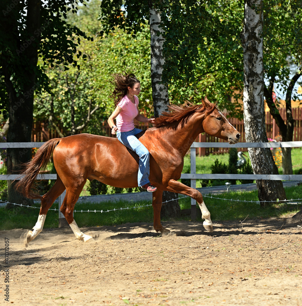 Obraz premium Horse