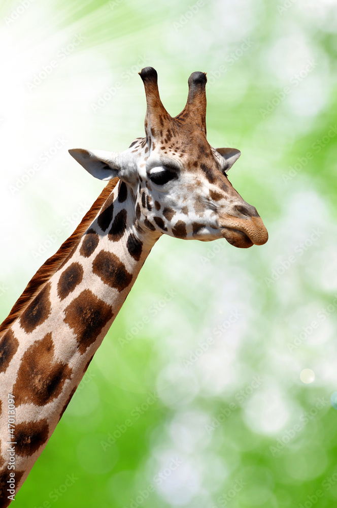 Giraffe