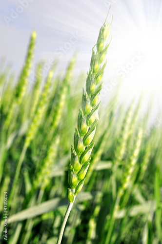 Green wheat