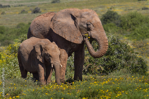 Two Elephants Feeding