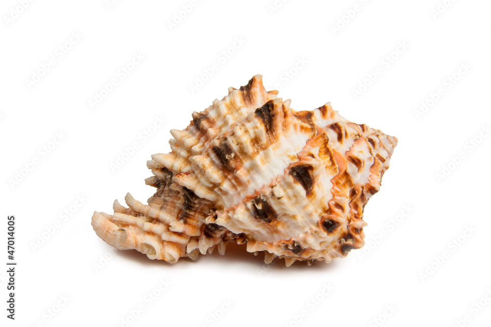 sea shell isolated on white