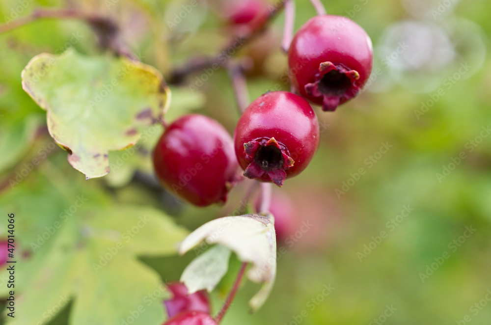 Hawthorn Hawthorn