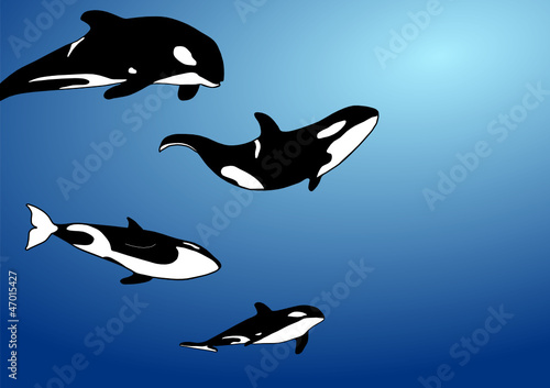 Family of Orca Whales in the Ocean