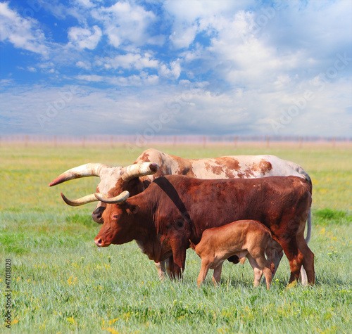 Ankole Watusi