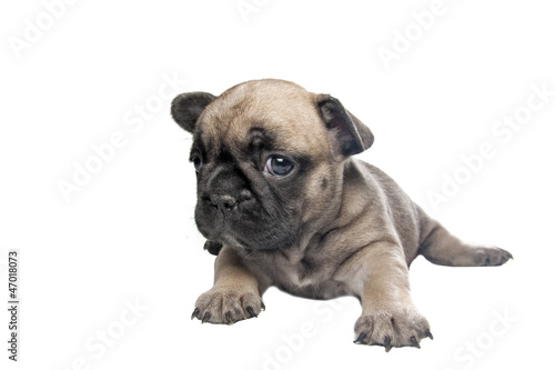 puppy french bulldog