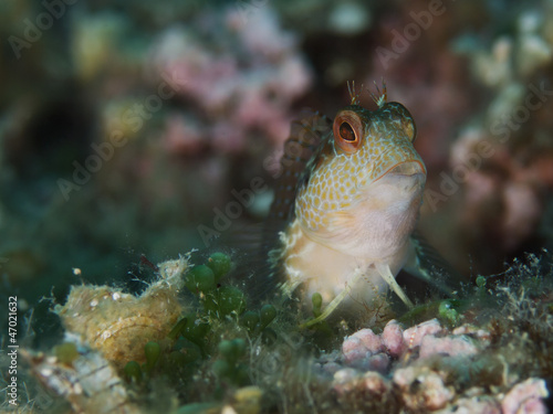 Gestreifter Schleimfisch (Parablennius rouxi)
