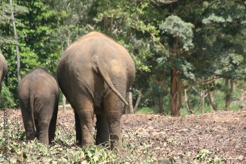Elefant und Elefantenbaby von hinten