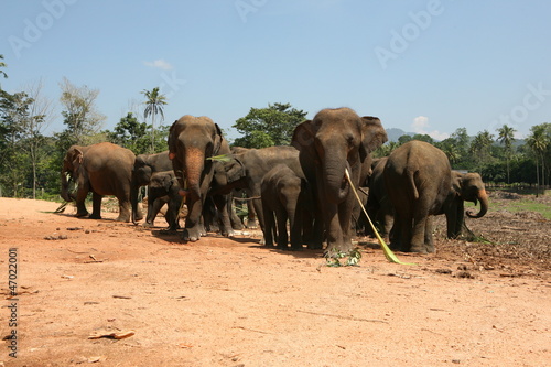 Pinnawella Elefanten Waisenhaus Sri Lanka