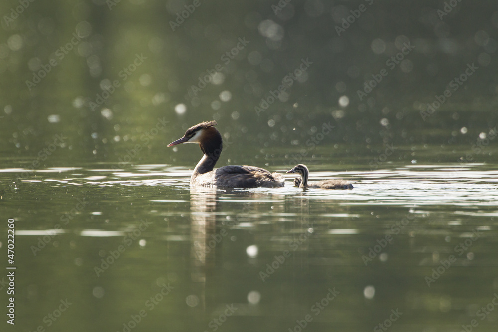 Haubentaucher (Podiceps cristatus) auf dem See Haubentaucher (Podiceps cristatus) auf dem See