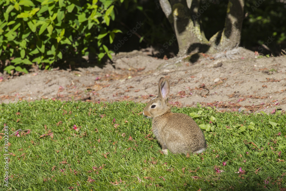 Fototapeta premium Wildkaninchen (Oryctolagus cuniculus)
