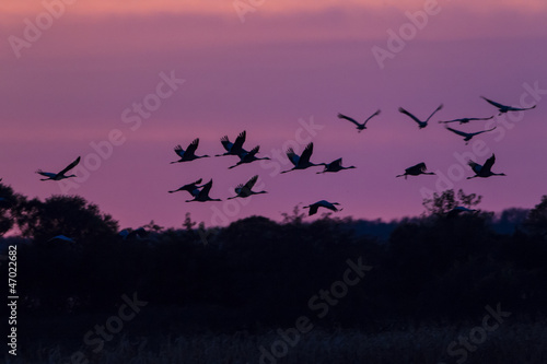 Kraniche bei Sonnenuntergang im Flug