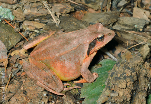 Frog (Rana dybowskii) 19 photo