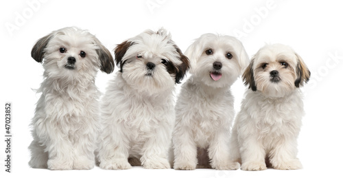 Group of Shih Tzu and Maltese puppy sitting and looking