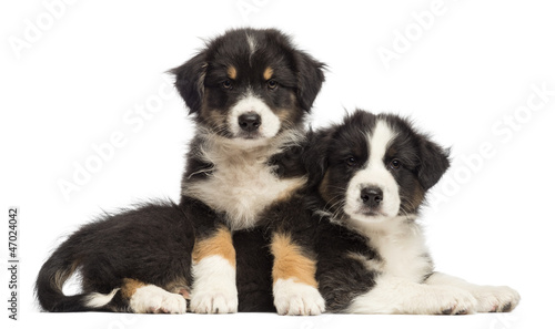 Australian Shepherd puppies lying on another, 2 months old